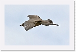 merikihu  Arctic Skua 0198 * 1439 x 900 * (65KB)